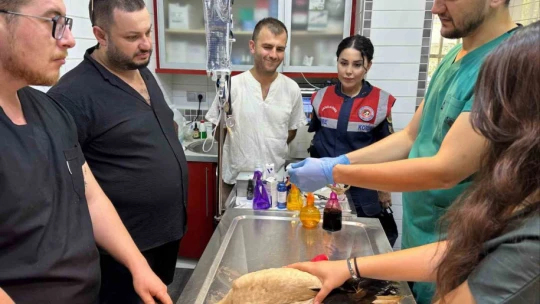 Jandarma yaralı leyleği veterinere ulaştırdı