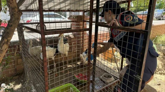Jandarma yaralı leyleği veterinere ulaştırdı