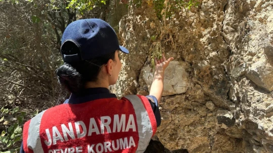 Jandarmadan 'endemik tür' devriyesi