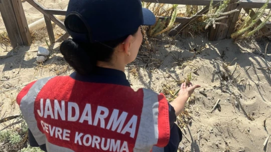 Jandarmadan 'endemik tür' devriyesi