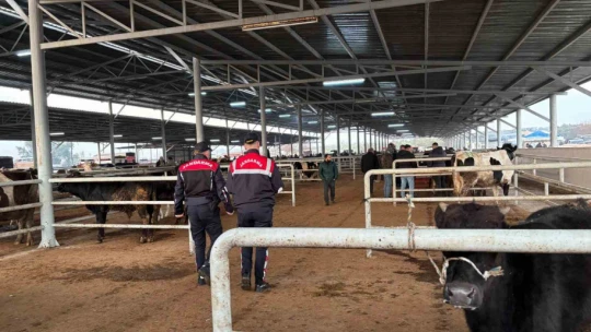 Jandarmadan, hayvan pazarında 'dolandırıcı' denetimi