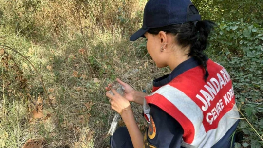 Jandarmanın bulduğu yaralı kumru tedaviye alındı