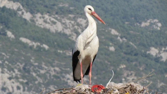 Aydın'a yeni yılın ilk leyleği geldi