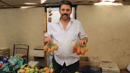 Kaktüs inciri, pazar tezgahlarının ilgi odağı oldu