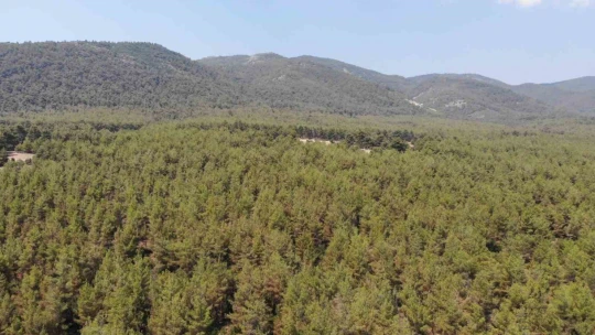 Karacasu'da ormanlarda sıkı denetim