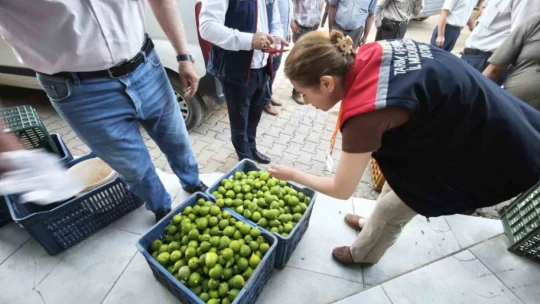 Karacasu'da üreticiye kaliteli ilek uyarısı