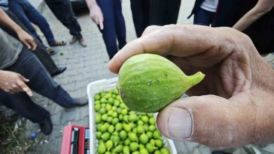 Karacasu'da üreticiye kaliteli ilek uyarısı