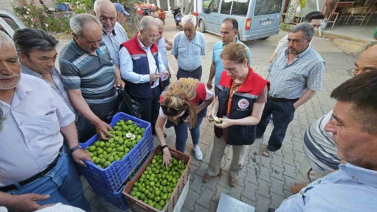 Karacasu'da üreticiye kaliteli ilek uyarısı
