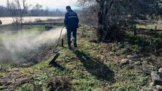 Karacasu'da yabani otlar ilaçlandı