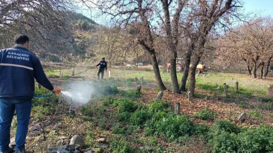 Karacasu'da yabani otlar ilaçlandı