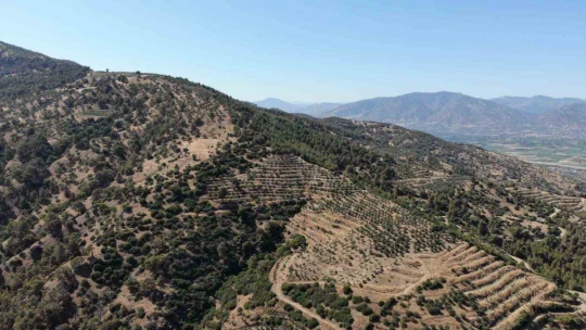 Karacasu Kaymakamlığı'ndan yangın uyarısı