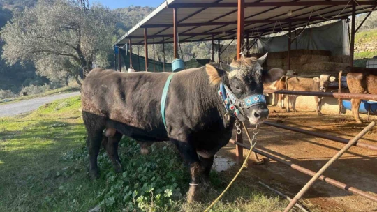 Karizma adlı boğasını Nisan ayındaki güreşlere hazırlıyor