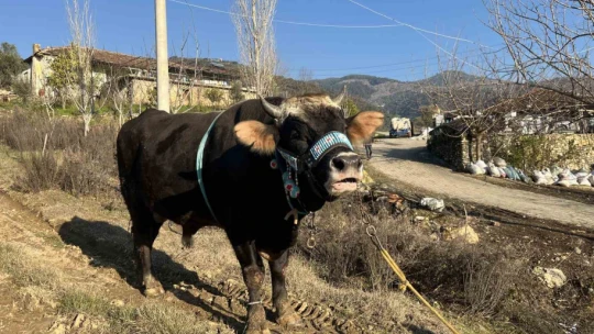 Karizma adlı boğasını Nisan ayındaki güreşlere hazırlıyor