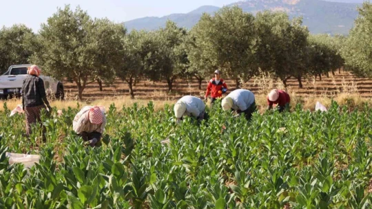 Kaymakam Gündoğdu ve Cumhuriyet Savcısı Tan tütün hasadına katıldı