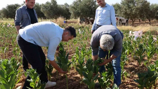 Kaymakam Gündoğdu ve Cumhuriyet Savcısı Tan tütün hasadına katıldı