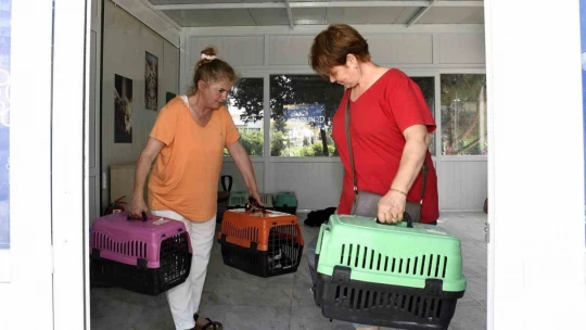 Kedi Kısırlaştırma Merkezi'ne hayvanseverlerin ilgisi her geçen gün artıyor
