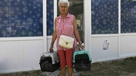 Kedi Kısırlaştırma Merkezi'ne hayvanseverlerin ilgisi her geçen gün artıyor