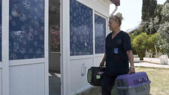 Kedi Kısırlaştırma Merkezi'ne hayvanseverlerin ilgisi her geçen gün artıyor
