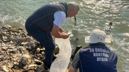 Kemer Barajı'na 600 bin adet sazan yavrusu bırakıldı