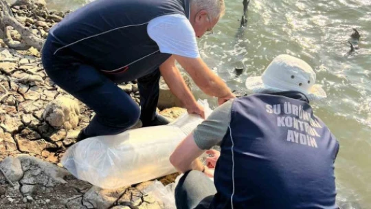 Kemer Barajı'na 600 bin adet sazan yavrusu bırakıldı