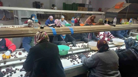 Kestanenin Aydın'dan ihracat yolculuğu başlıyor