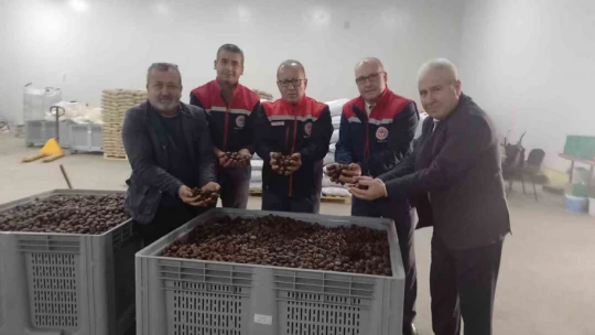 Kestanenin Aydın'dan ihracat yolculuğu başlıyor