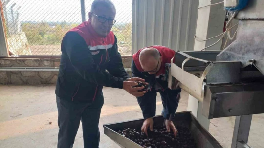 Kestanenin Aydın'dan ihracat yolculuğu başlıyor