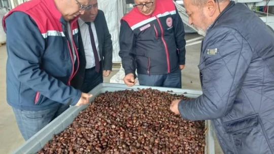 Kestanenin Aydın'dan ihracat yolculuğu başlıyor