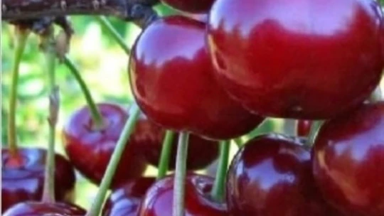 Kiraz ağaçları son yılların en verimli sezonuna hazırlanıyor
