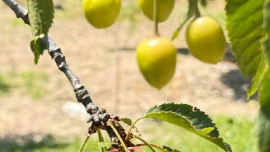 Kirazlı'da soğuk hava kiraz hasadını vurdu
