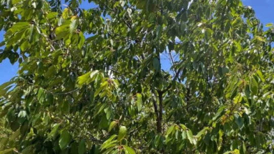 Kirazlı'da soğuk hava kiraz hasadını vurdu