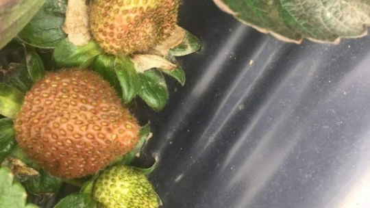 Soğuk havanın vurduğu kış çileğinde zarar açıklandı