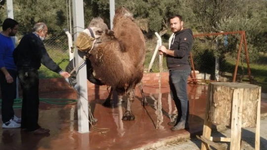 Kızılay Aydın Şubesi, ihtiyaç sahiplerine deve eti dağıttı