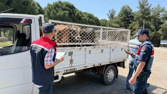 Koçarlı'da canlı hayvan nakil araçları denetlendi