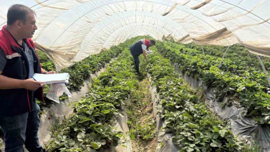 Koçarlı'da çileklere sıkı denetim