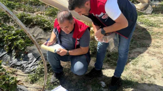 Koçarlı'da çileklere sıkı denetim