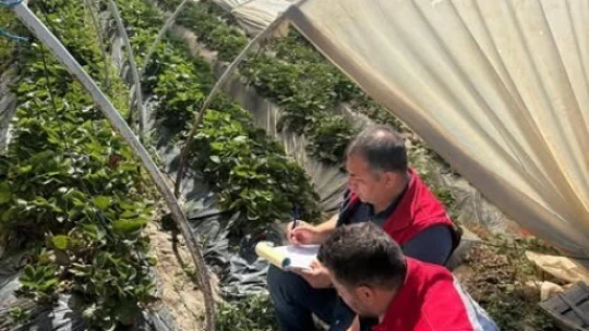 Koçarlı'da çileklere sıkı denetim