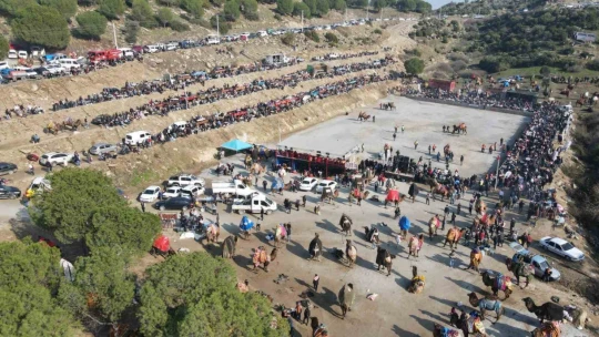 Koçarlı'da deve güreşi heyecanı yaşanacak