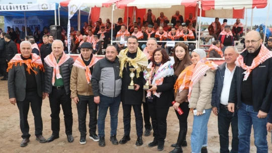 Koçarlı'da develer arenaya indi, şampiyonluk için güreşti
