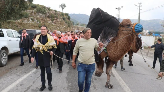 Koçarlı'da develer arenaya indi, şampiyonluk için güreşti