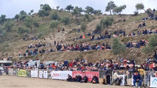 Koçarlı'da develer arenaya indi, şampiyonluk için güreşti