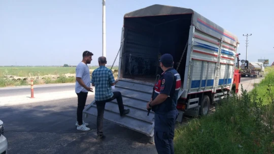 Koçarlı'da hayvan çiftlikleri kontrol altında