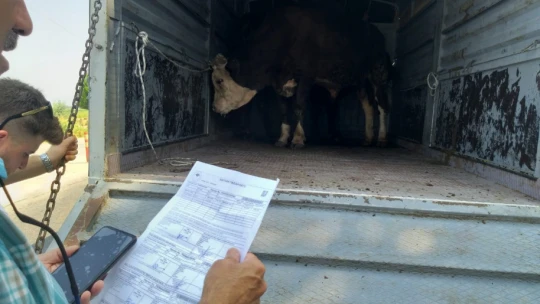 Koçarlı'da hayvan çiftlikleri kontrol altında