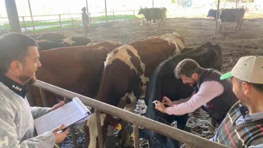 Koçarlı'da hayvan çiftlikleri kontrol altında