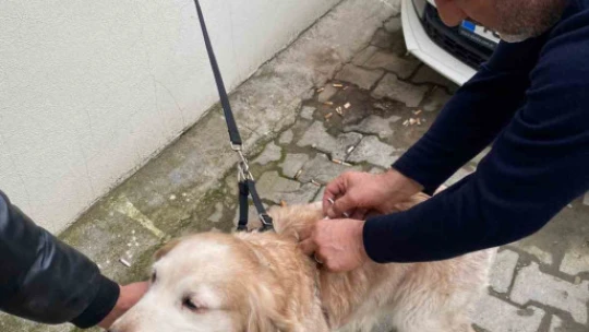 Koçarlı'da hayvan çiftlikleri kontrol altında