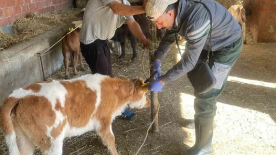 Koçarlı'da hayvan çiftlikleri kontrol altında