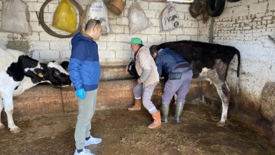 Koçarlı'da hayvan sağlığı çalışmaları sürüyor