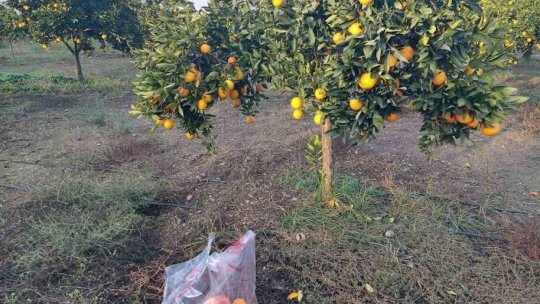 Koçarlı'da narenciye bahçeleri kontrol altında