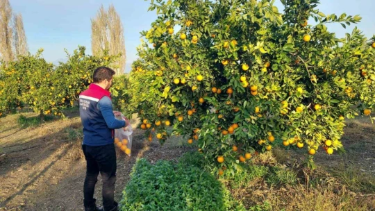 Koçarlı'da narenciye bahçeleri kontrol altında