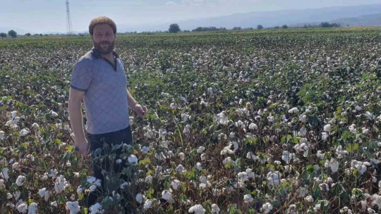 Koçarlı'da pamuk hasadı başladı